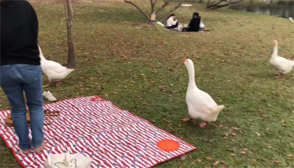 注意！奇美博物館大白鵝成群結隊　遊客想拍照反被追著跑