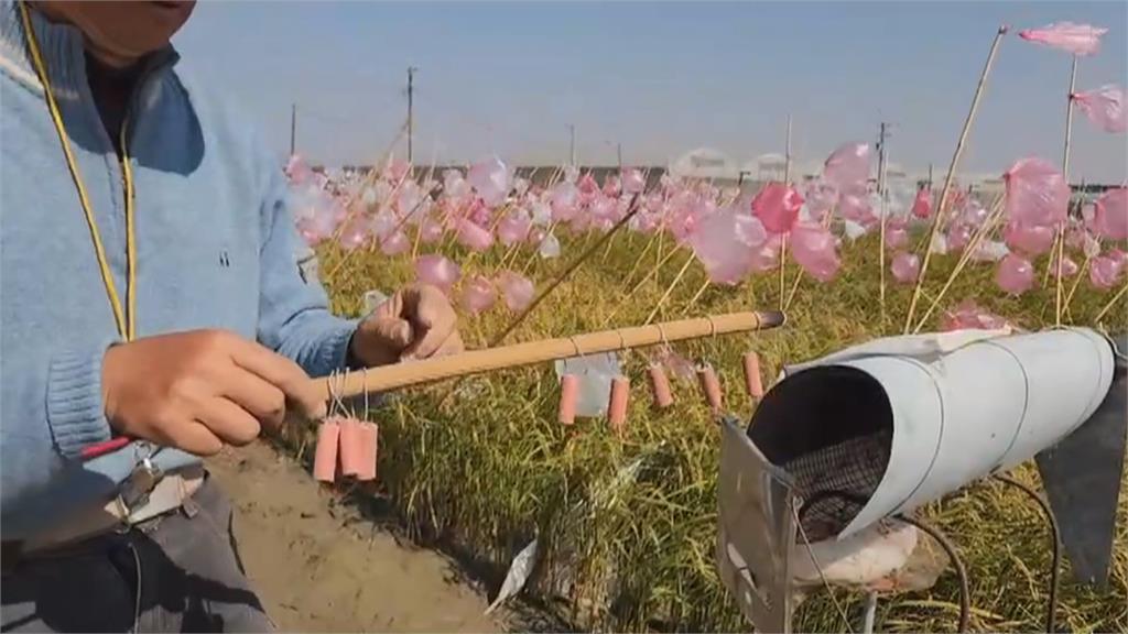 農民自製塑膠袋驅鳥神器　遠看如小氣球搖曳成另類打卡熱點