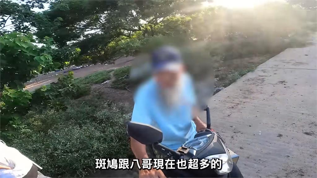 專家移除金門孔雀被阻 阿伯嗆「觀光客要看」他嘆:觀念根深蒂固