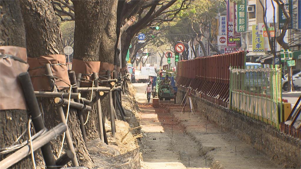 下一個「龍貓隧道」？　「雨豆樹綠廊道」打造城市新亮點