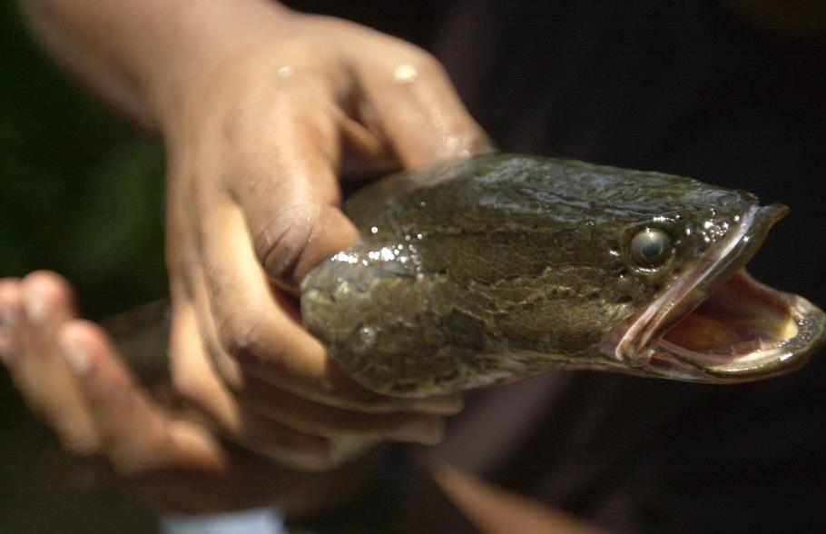 快新聞/到底是蛇還是魚?美國密蘇里州驚現「蛇頭魚」 官方建議看到就殺