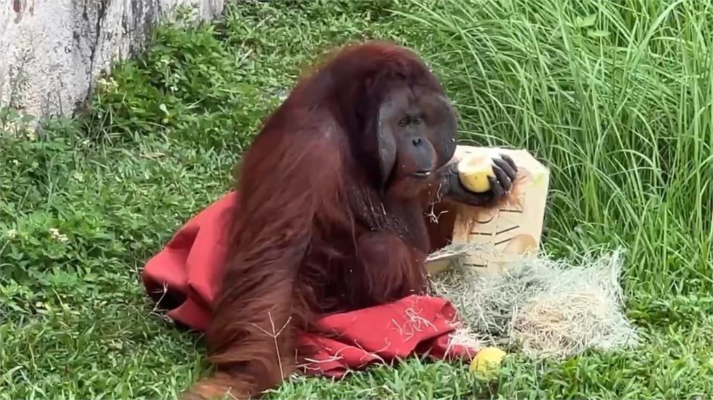 壽山動物園應景備材過中秋　動物大嗑特製月餅超療癒