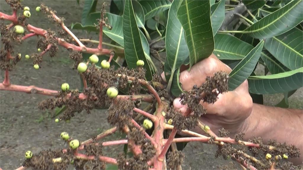 彰化金蜜芒果遇寒害 「早花」感染炭疽病!農民損失慘