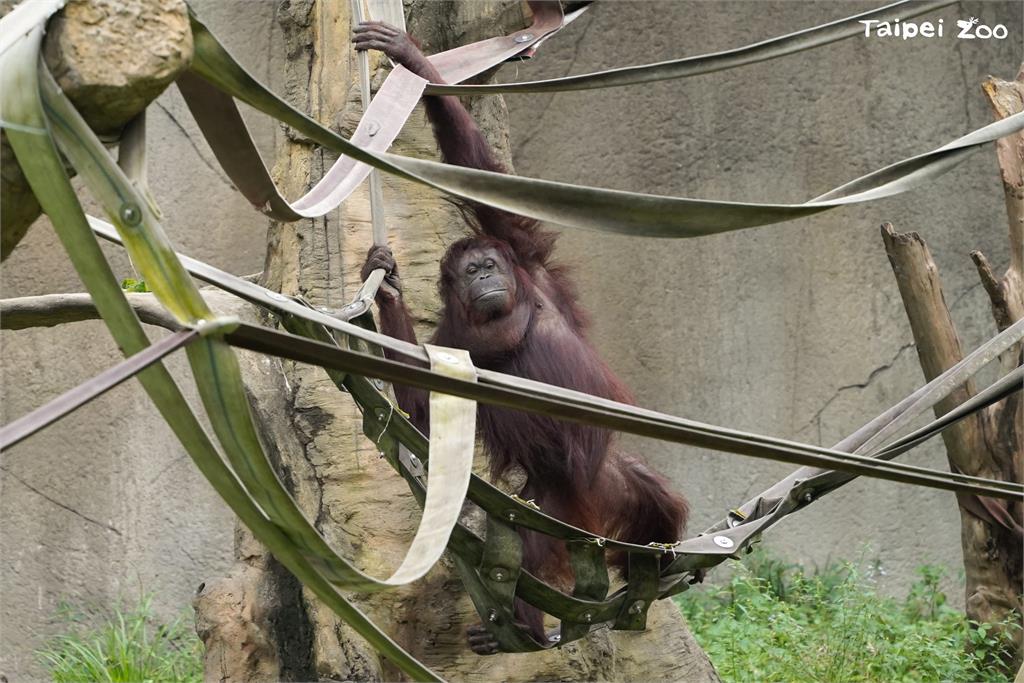 快新聞／週日祖父母節！　台北動物園邀祖孫「共遊漫步」集章認識老齡動物