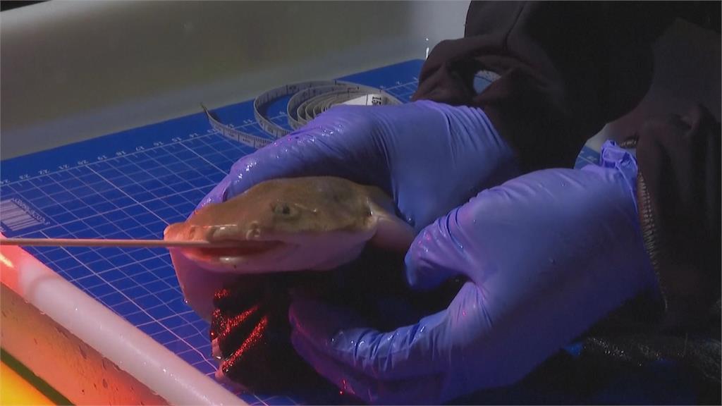 天使鯊面臨「滅絕」　研究團隊進行監測與繁殖研究