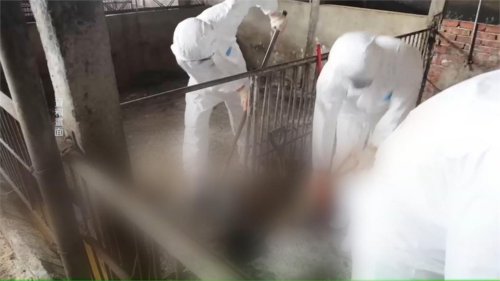 動保處人員"私自進入豬瘟案場清消"　　台中市府：嚴格處分