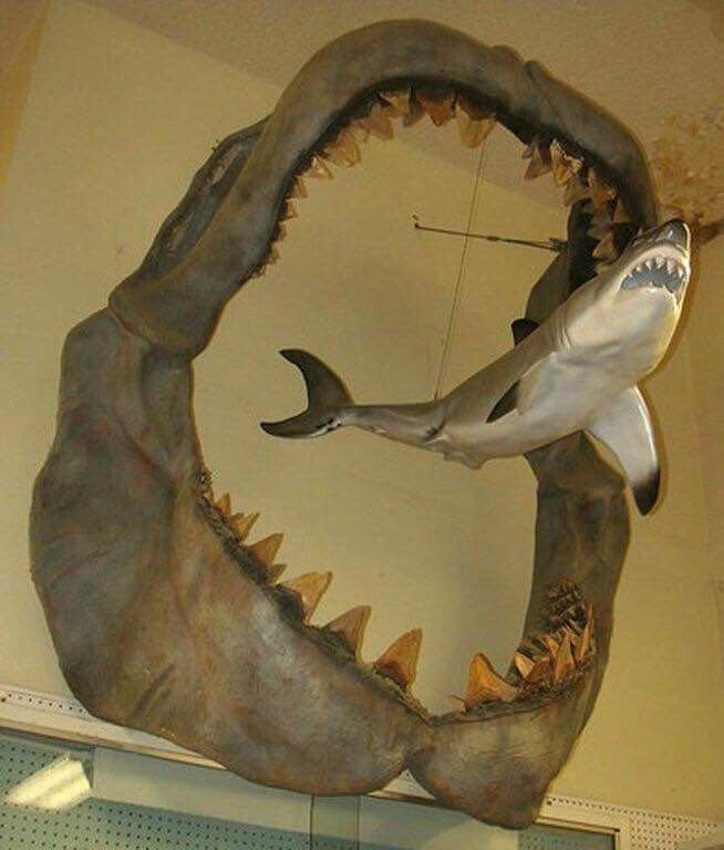 新研究顯示巨齒鯊長度逾20公尺！速度與食量超驚人：5口吃殺人鯨