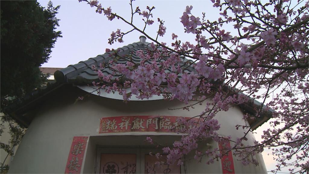 「櫻」姿颯爽! 阿里山公路沿路櫻花唯美綻放