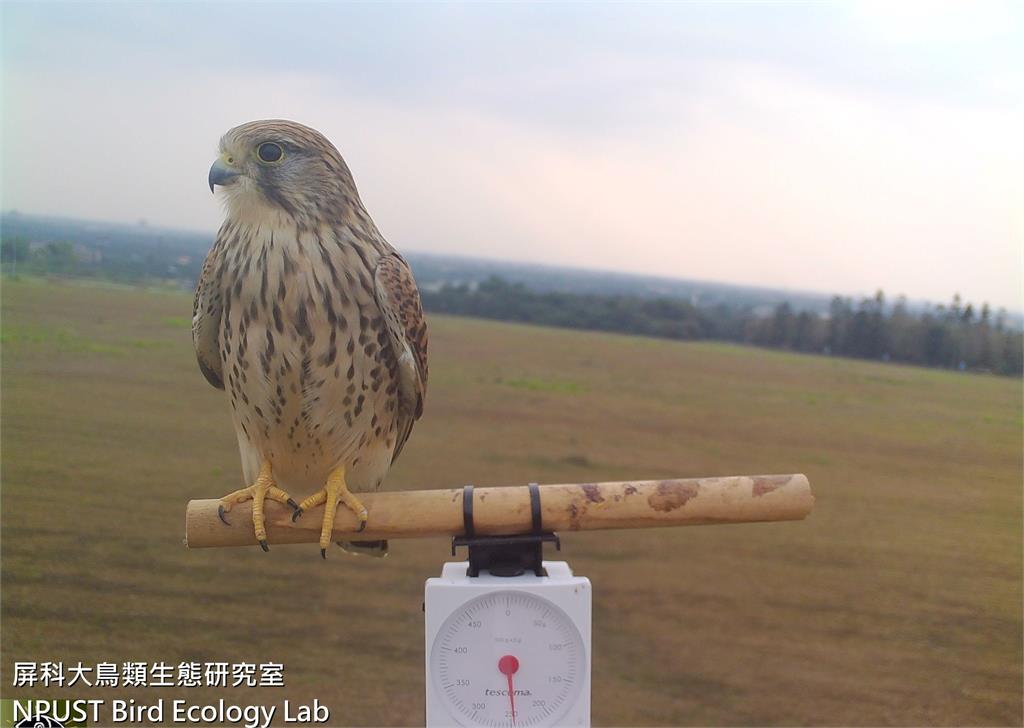 屏東科大「超巨野鳥」秤重全被拍！爆量體重遭無情公開…畫面紅到日本