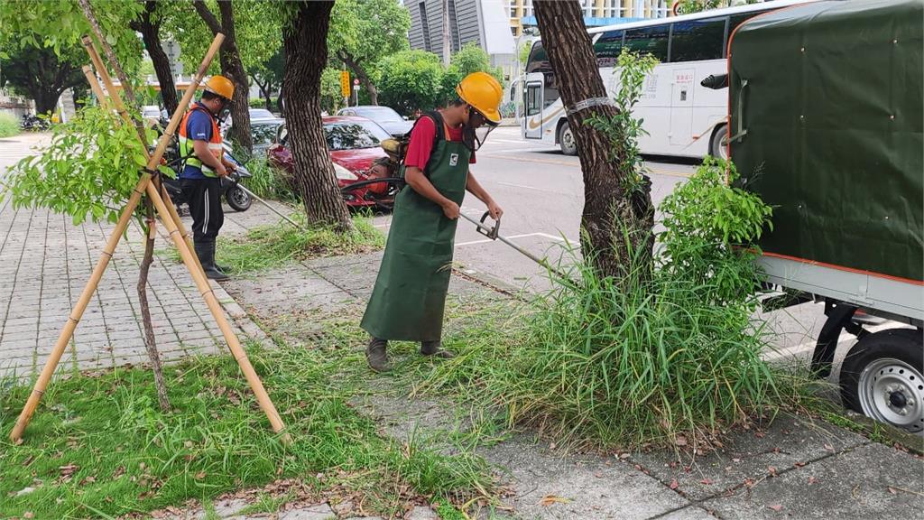 台中人行道驚見兩米高雜草　民眾寸步難行：彷彿穿越叢林