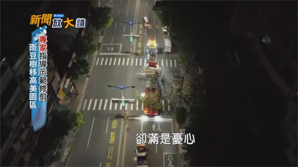 熬夜幫樹搬家! 直擊高雄輕軌雨豆樹移植