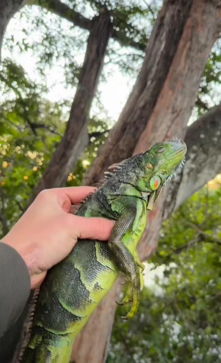 美國佛州下起「綠鬣蜥雨」超震撼！全部石化畫面曝「居民撿來做塔可」