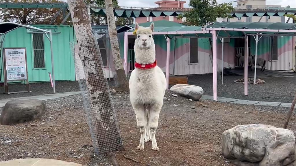首起"空拍機投毒"害死動物案! 男不滿員工跳槽下毒手