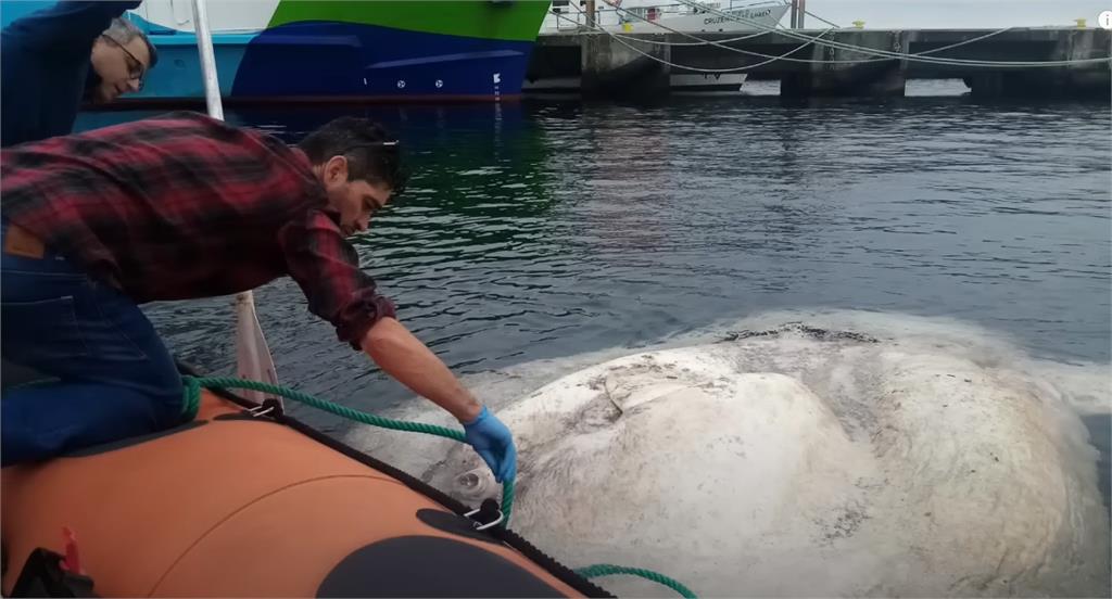 「史上最大尾怪魚」破紀錄！他釣「2.7公噸灰色肉塊」畫面震驚全球
