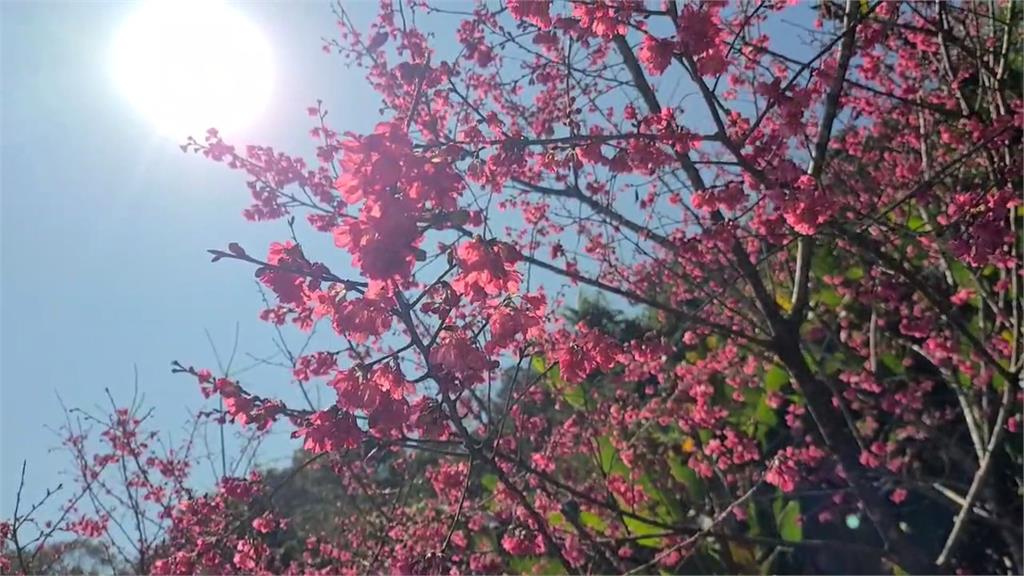 宜蘭"燈篙林道"櫻花盛開　一月到三月　多品種輪番綻放爭奇鬥艷