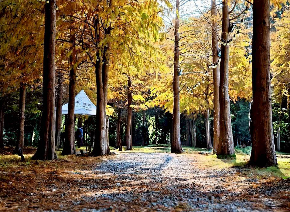 春節遊故宮看花海！青青食尚花園宴享美味與折扣優惠！