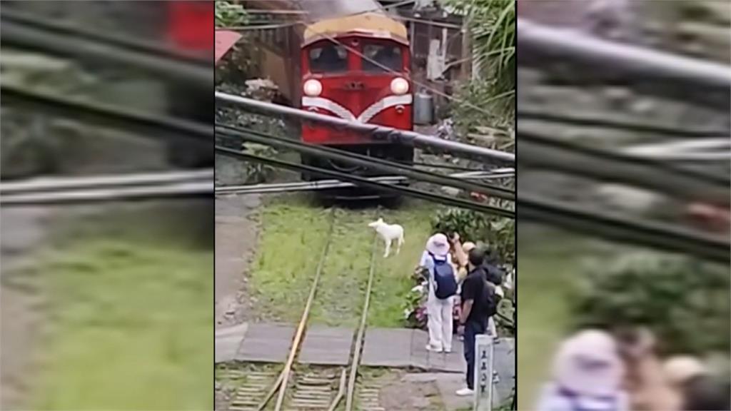 「好狗不擋路」但會擋火車？　小白狗闖阿里山鐵道　鳴笛也不理只顧散步