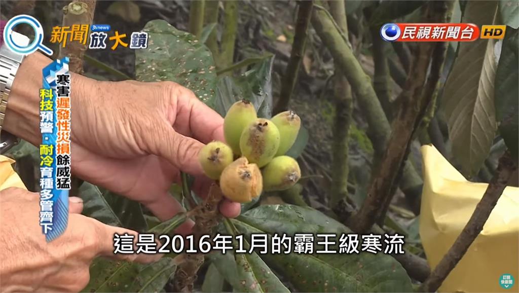 負北極震盪冷到過年！農家抗「凍」作戰大出招