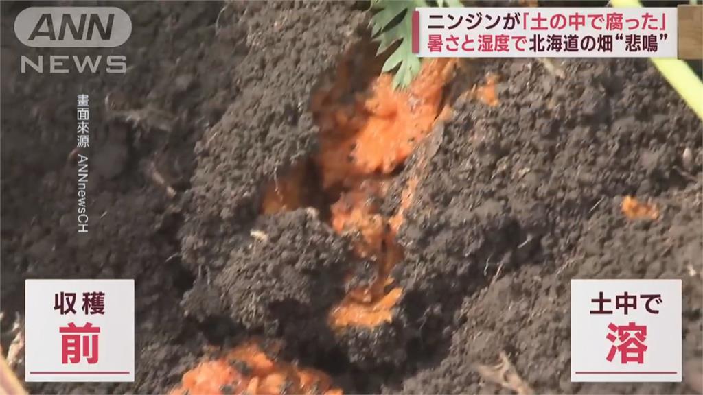 日本高溫!群馬波菜產量銳減 新潟灌溉用水短缺大片稻田枯死