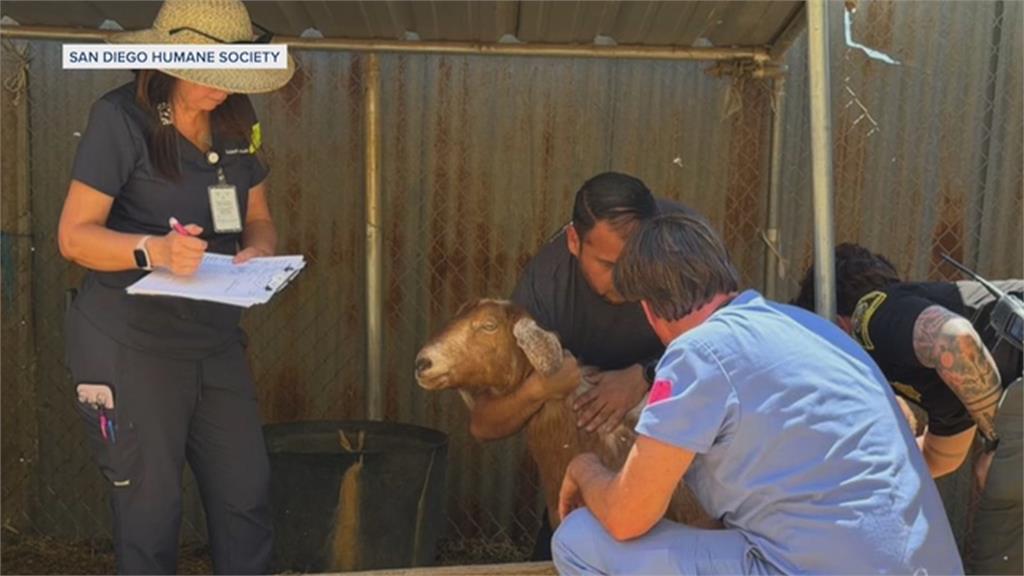 加州動物庇護所涉不當照護？ 人道協會出動救援