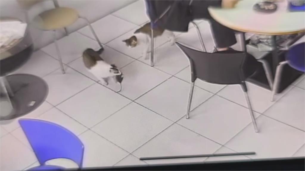 嚇「鼠」了！　南投茶葉業者「放貓聲」趨鼠　輪胎行收編浪貓「抓鼠」