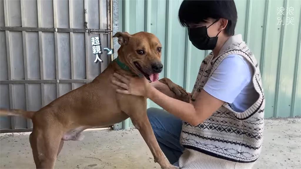 飼主因病過世遺留牠！超黏人「比特犬」無家可歸　網心疼：眼裡都是愛