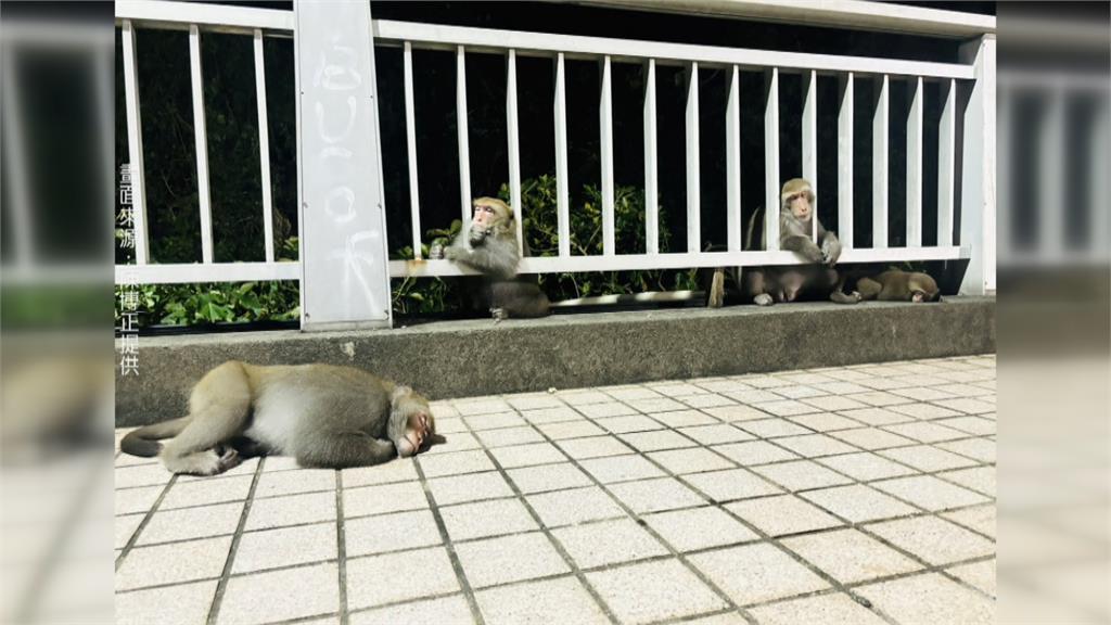 颱風後樹倒太多家園沒了？　元亨寺旁獼猴躺地呼呼大睡