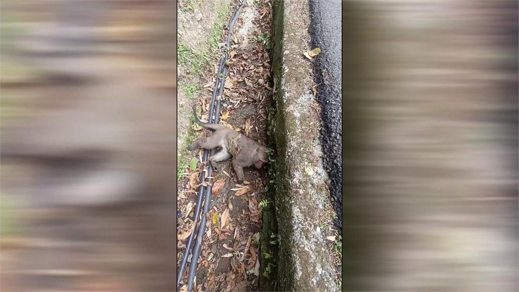 心寒！盧秀燕嗆聲停電嫁禍小動物　台電駁：努力遭到抹煞