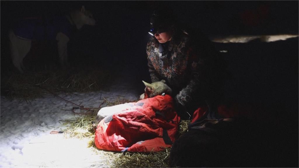 歐洲最具挑戰性雪橇比塞 捷克「狗拉雪橇賽」橫跨數百公里