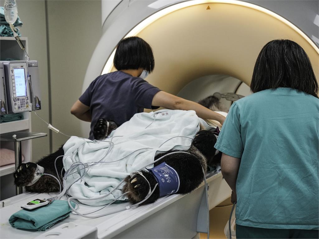 快新聞／「團團」後肢無力、食慾下降　再度接受腦部MRI檢查