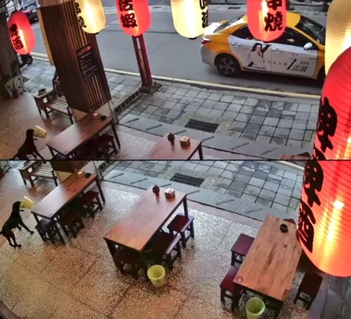 快新聞/「牠」路過偷走燒烤店垃圾桶 犯案過程全被拍還大搖大擺逛街
