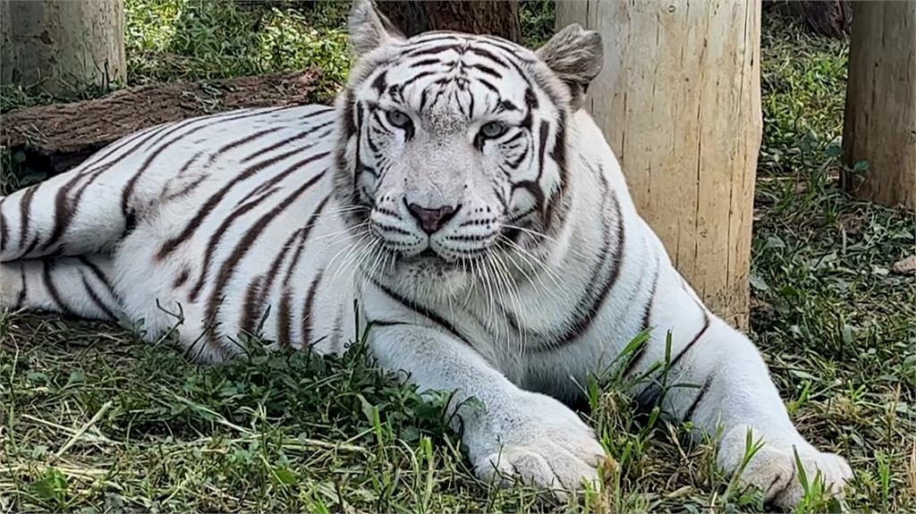 慶祝45週年!動物園復刻自駕活動 近距離觀賞「孟加拉虎」等猛獸