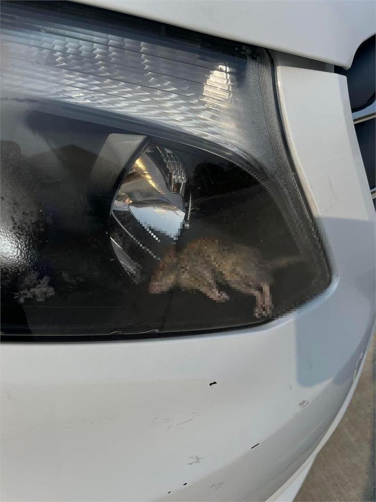 老鼠入侵車頭燈!毫無動靜不知「鼠」活 老鼠入侵車頭燈!毫無動靜不知「鼠」活 網嚇歪:米奇不妙屋