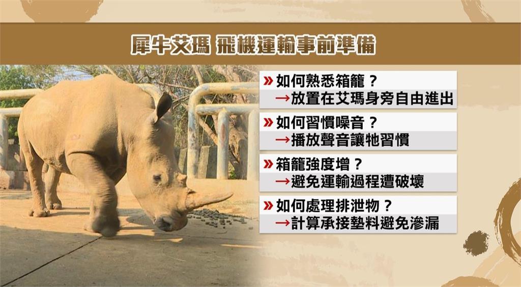 犀牛「艾瑪」遠嫁日本３週年　六福村耗時２年擬訂運輸計畫