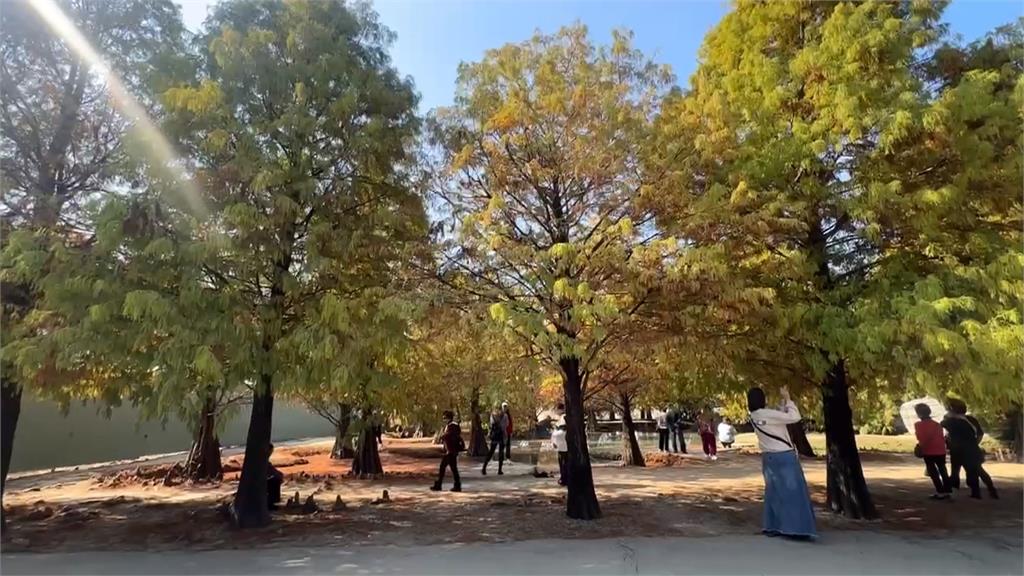 雲林落羽松陸續轉紅褐色 彷彿置身韓劇場景遊客打卡