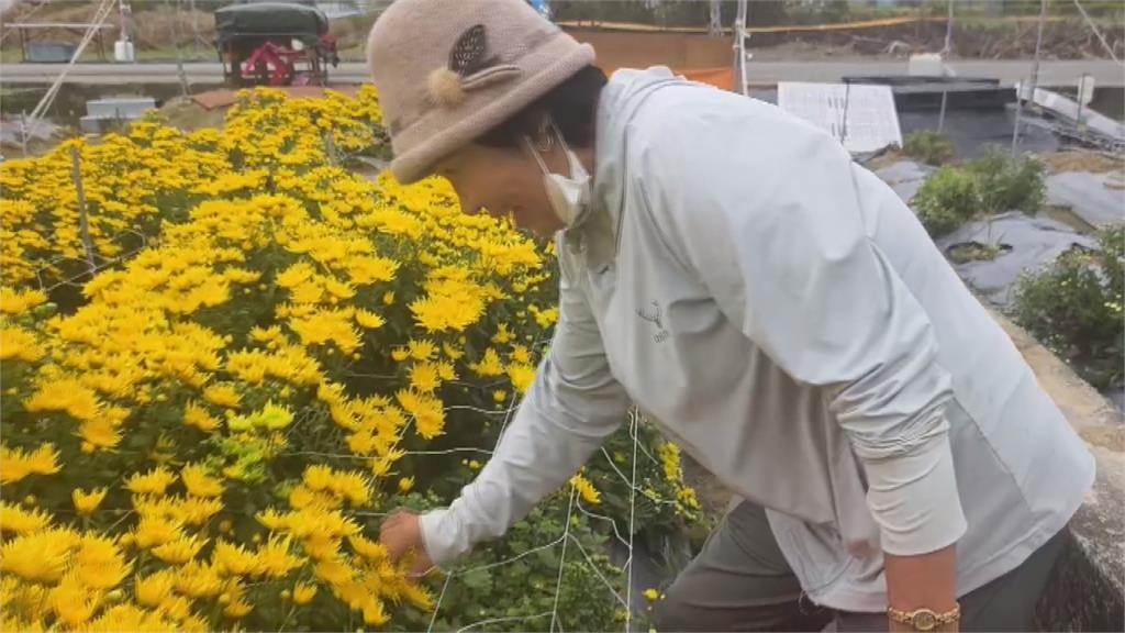 銅鑼杭菊幸運躲過風災　　開花大約四成吸引遊客拍照