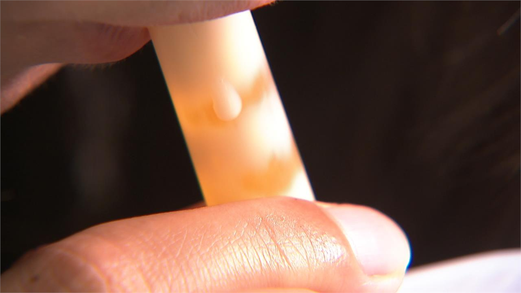 珍珠奶茶到底有無超過100顆珍珠？他實測「整口塞滿」驚人結果曝光