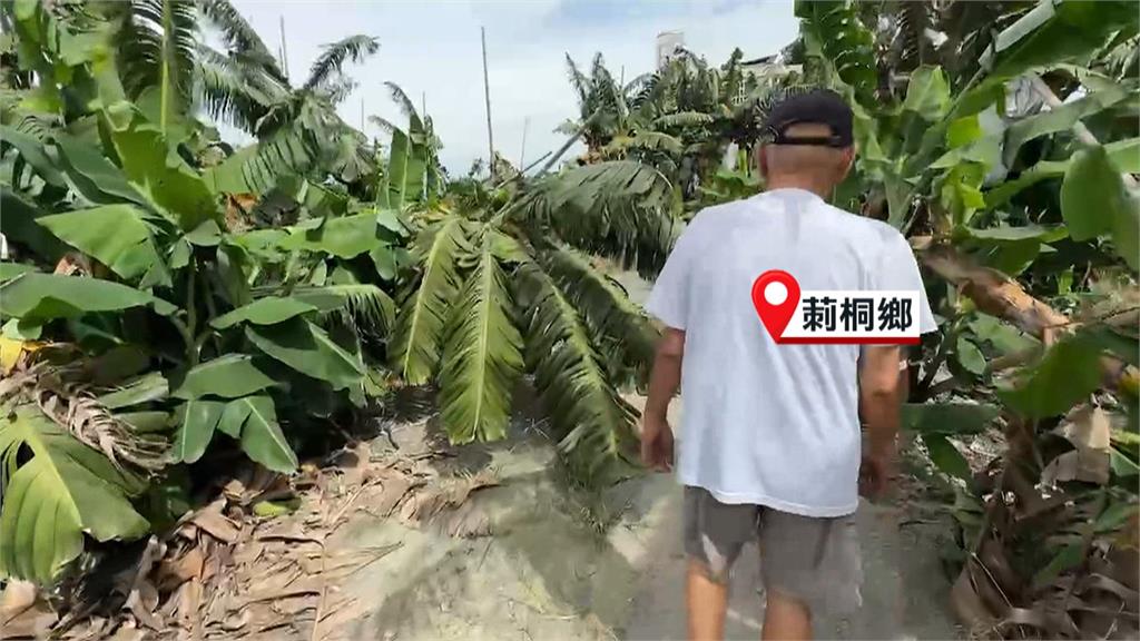 「小犬」颱風強風襲擊 莿桐鄉香蕉園災損嚴重