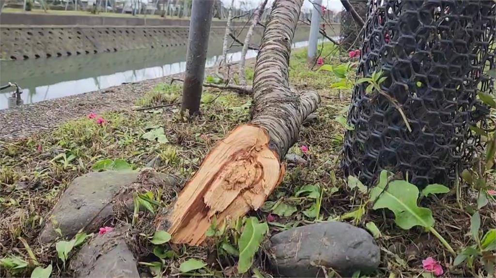 農機具開進櫻花樹旁狹窄防汛道路 勾到.撞斷櫻花樹