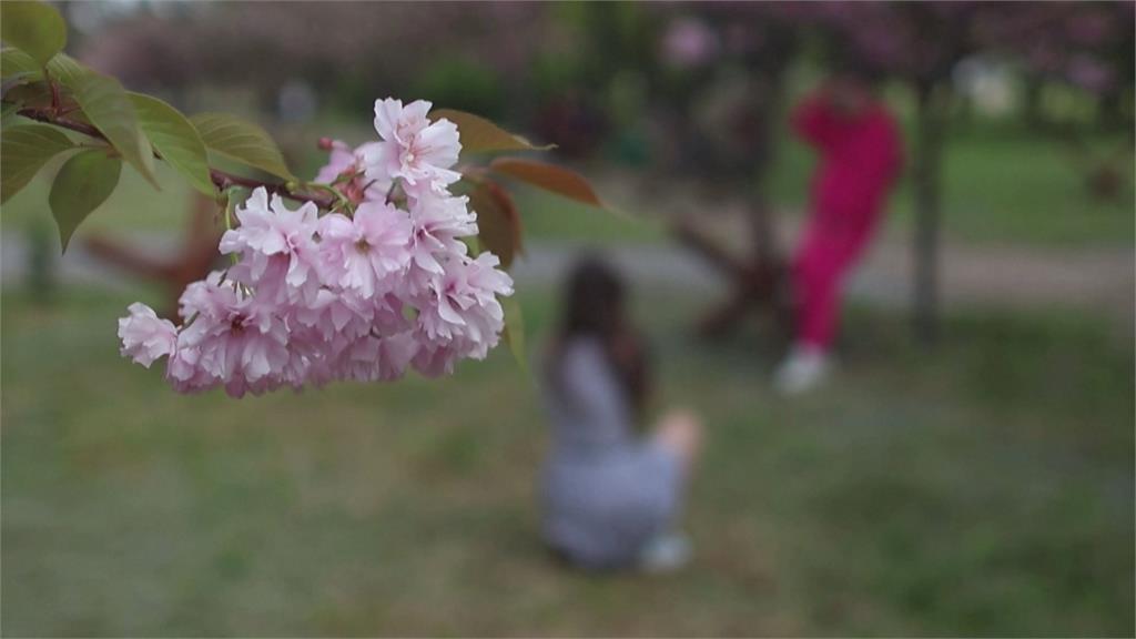 春天包圍基輔櫻花盛開　民眾跨過帶刺鐵絲網公園賞花