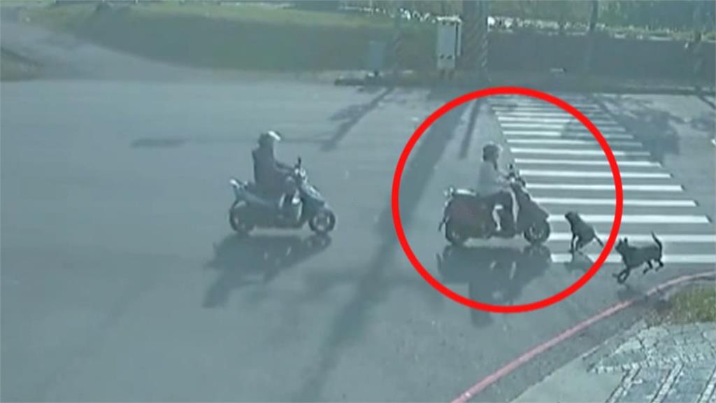 婦人騎車「犁田」全身擦挫傷 2黑狗闖禍「肇事逃逸」