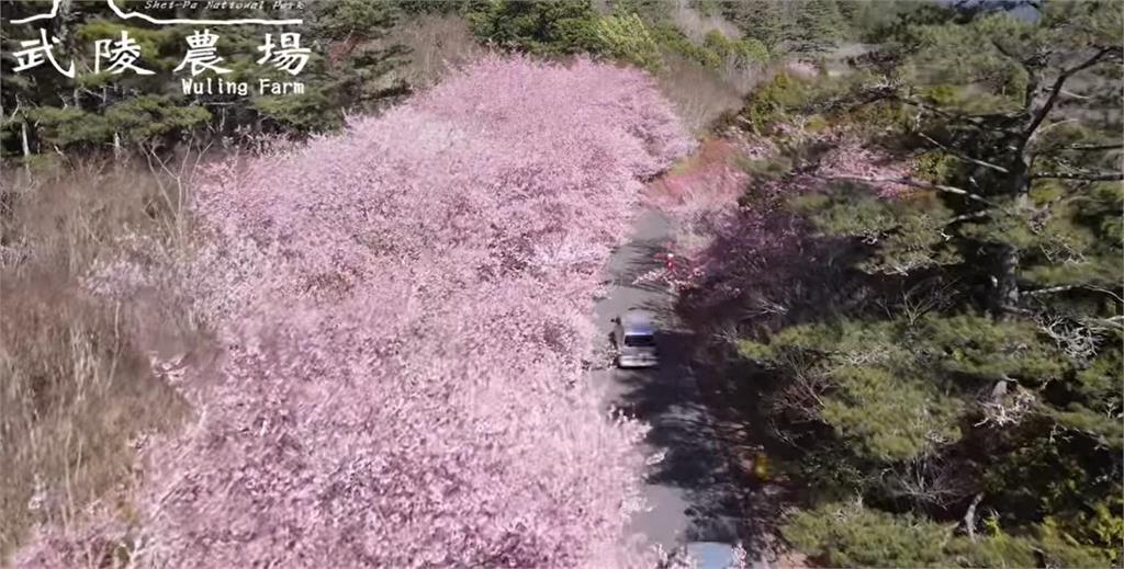 空拍影片太美!武陵農場2萬棵櫻花綻放 3km粉紅櫻花河超浪漫