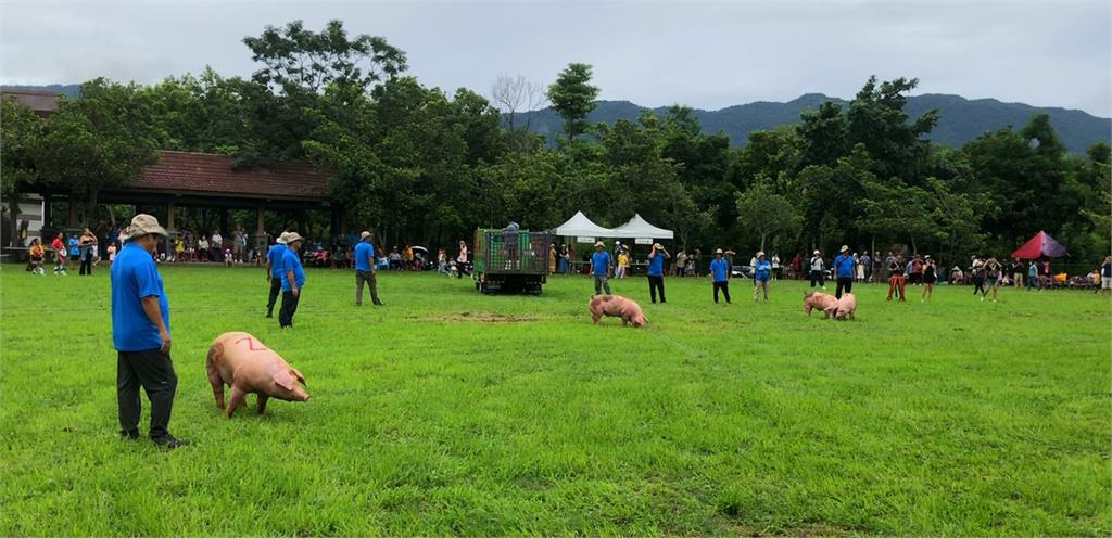 台東關山阿美族聯合豐年祭 抓豬競、.千人大會舞熱鬧展開