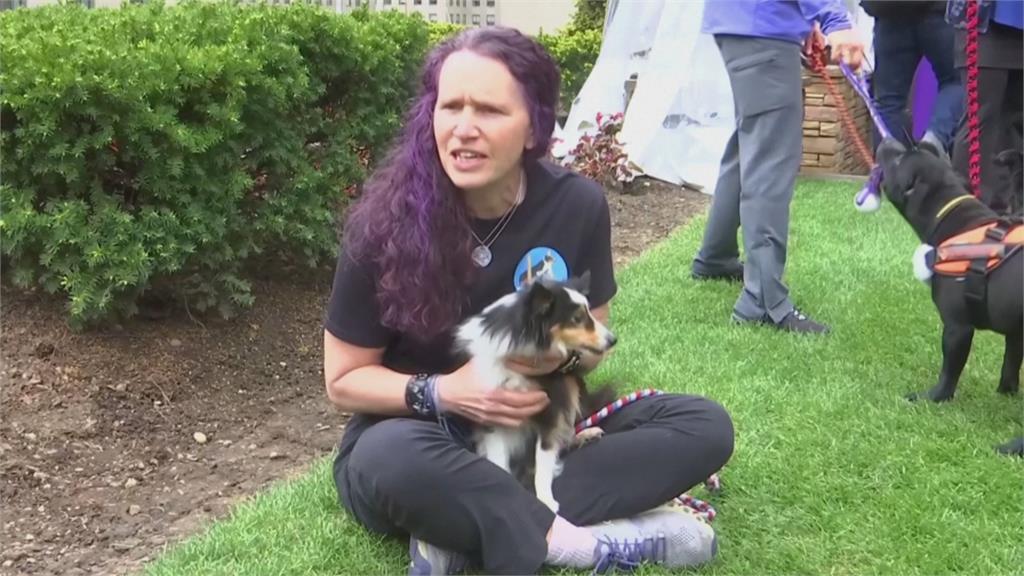 美國毛小孩超級盃 西敏犬展添新項目狗狗跳水