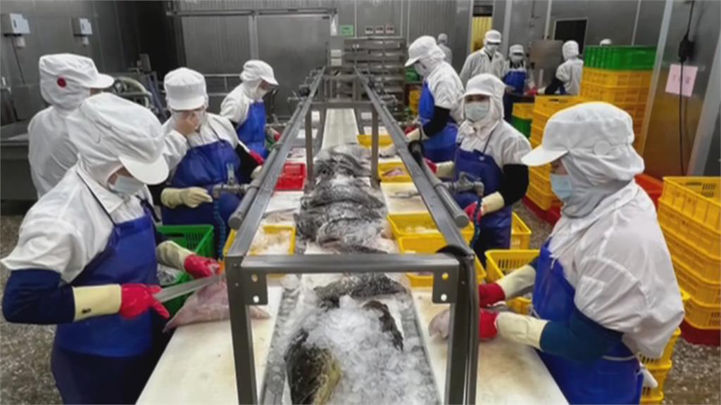 想吃石斑魚壽司不用到日本 屏東生食級石斑魚進軍日本壽司店