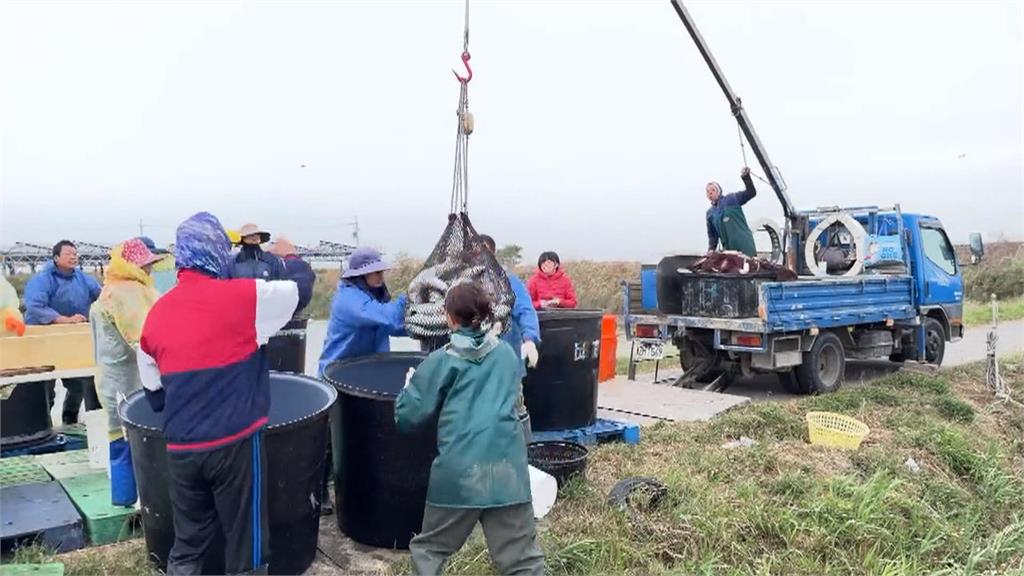 烏魚產季 無畏天冷 嘉義布袋養殖業者冒低溫捕撈烏魚
