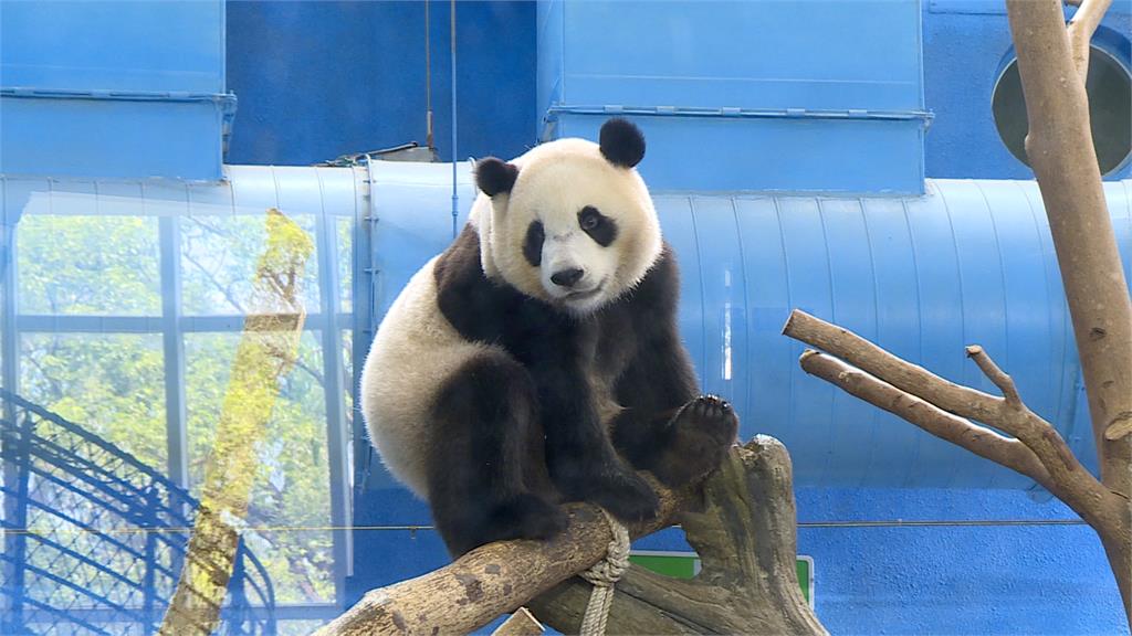 蔣萬安樂見中國大貓熊來台　綠營議員痛罵「配合中共統戰」