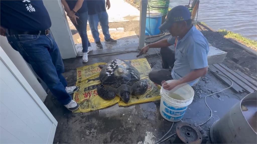 中滲透新招？綠蠵龜擱淺彰化蚵田　龜殼驚見簡體字追蹤器