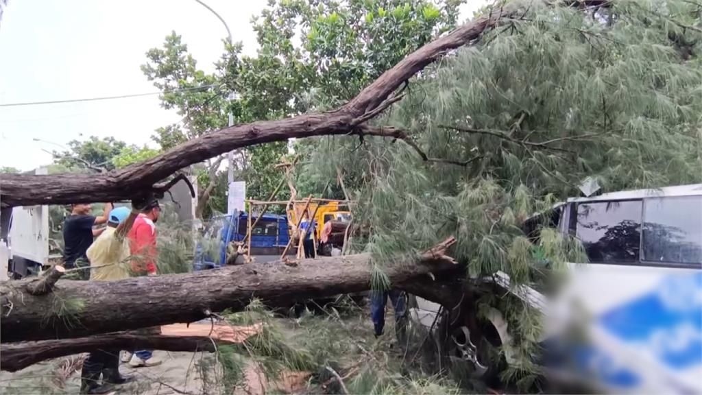 保安林區木麻黃樹倒砸車　林業署：「這原因」不符國賠