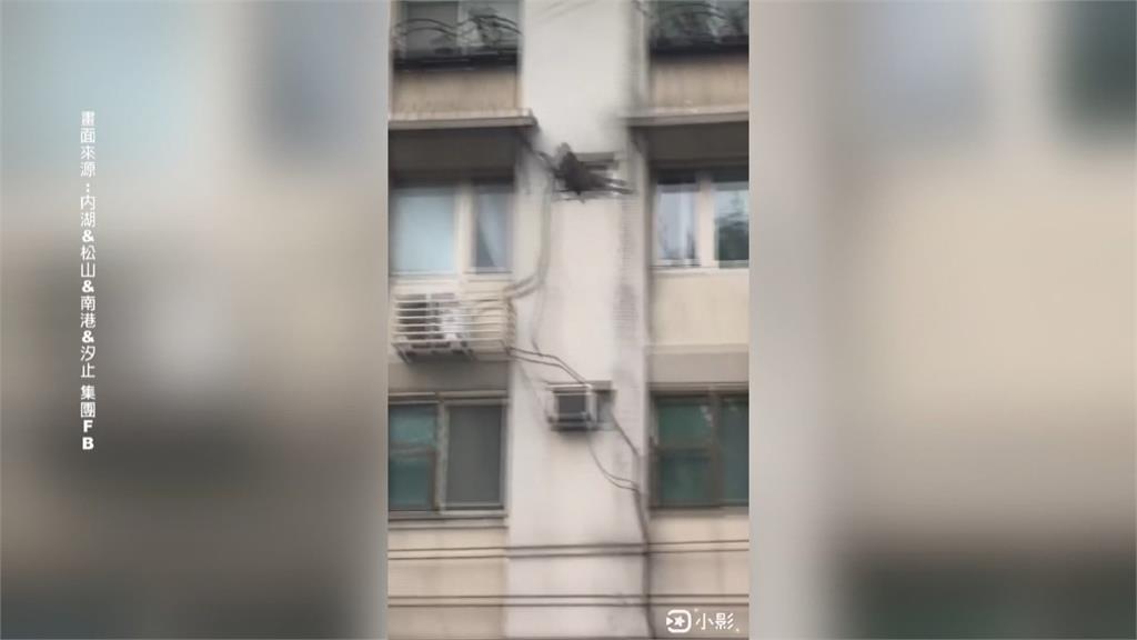 跳遮雨棚、站冷氣機上 內湖住宅區驚見壯碩「美猴王」
